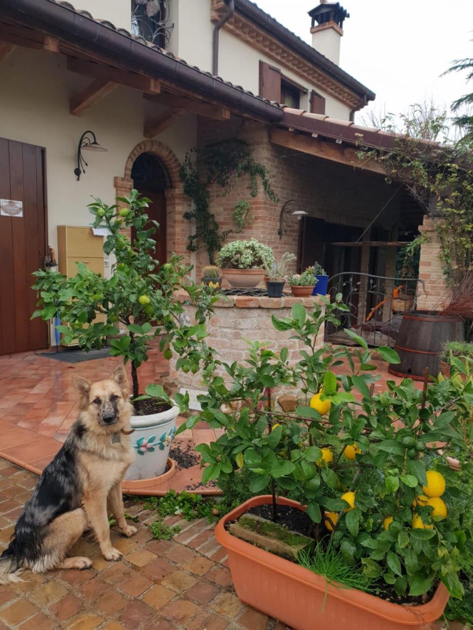 Ca' Dei Gelsi B & B Coriano Exterior foto
