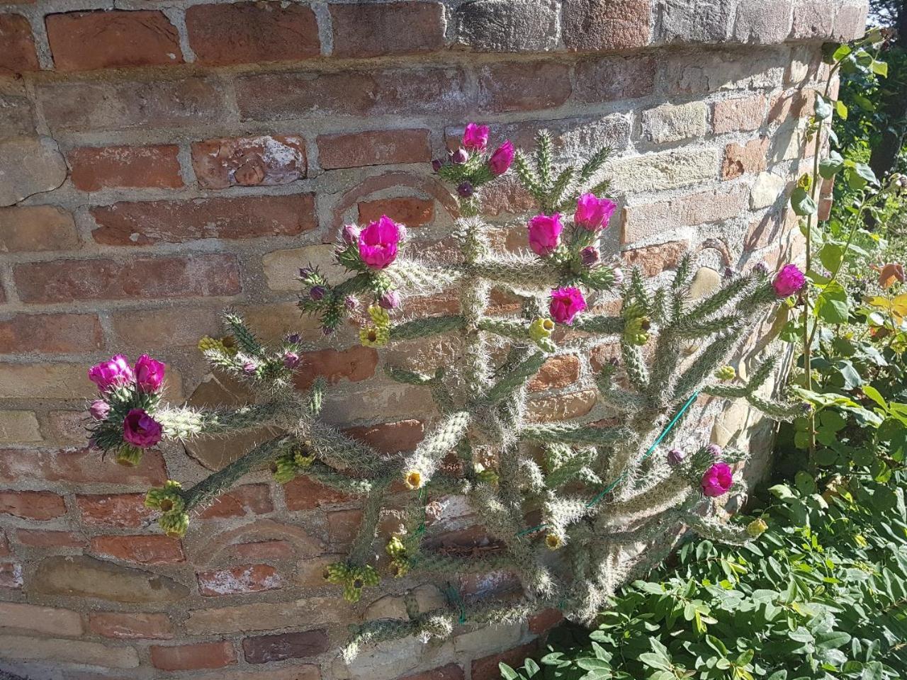 Ca' Dei Gelsi B & B Coriano Exterior foto
